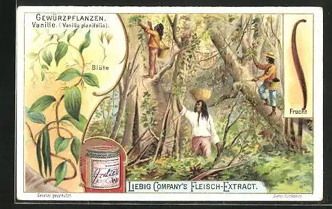 Sammelbild Liebig, Gewürzpflanzen, Vanille (Vanilla planifolia), Blüte, Frucht