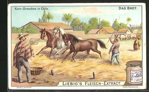 Sammelbild Liebig, Das Brot, Korn-Dreschen in Chile