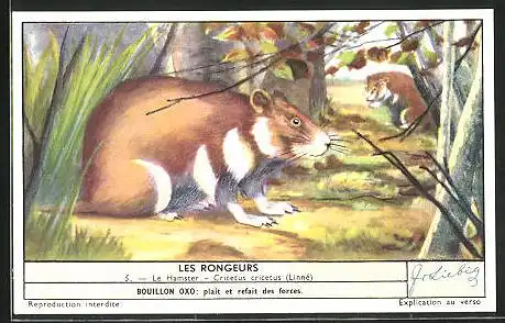 Sammelbild Liebig, Les Rongeurs, Le Hamster, Cricetus cricetus (Linné)