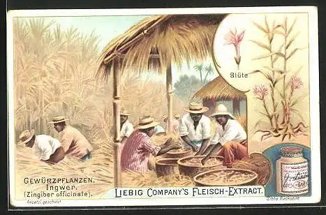 Sammelbild Liebig, Gewürzpflanzen, Ernte von Ingwer