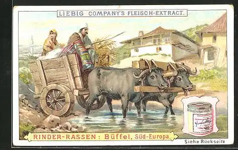 Sammelbild Liebig, Liebig Company`s Fleisch-Extract, Süd-Europa, Rinder-Rassen: Büffel