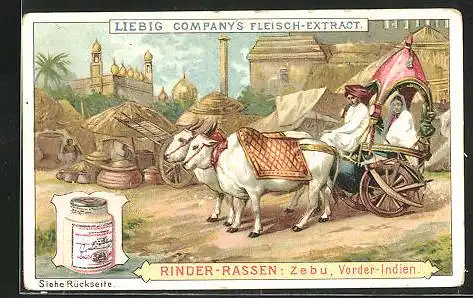 Sammelbild Liebig, Liebig Company`s Fleisch-Extract, Vorder-Indien, Rinder-Rassen: Zebu
