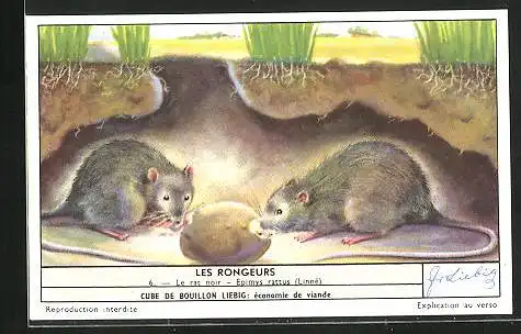 Sammelbild Liebig, Les Rongeurs, 6. Le rat noir