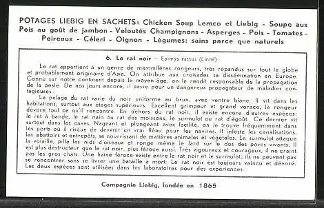 Sammelbild Liebig, Les Rongeurs, 6. Le rat noir