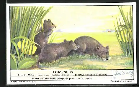 Sammelbild Liebig, Les Rongeurs, Le Mulot, Apodemus sylvaticus, Apodemus flavicollis