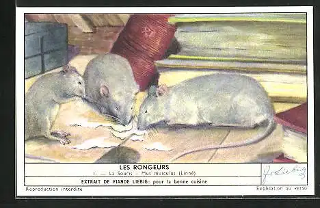 Sammelbild Liebig, Les Rongeurs, La Souris, Mus musculus