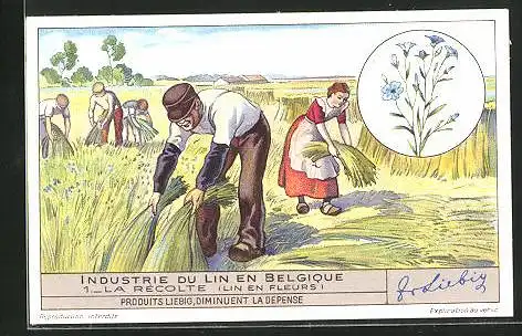 Sammelbild Liebig, Industrie du Lin en Belgique, 1. La Récolte