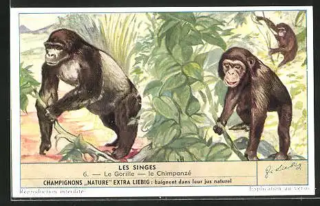 Sammelbild Liebig, Les Singes, Le Gorille, Le Chimpanzé