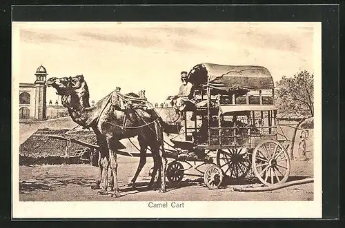 AK Camel Cart, Dromedar zieht einen Wagen