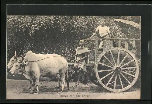 AK Bullock cart and driver, Rinder-Gespann zieht einen Karren