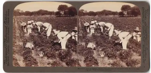 Stereo-Fotografie Underwood & Underwood, New York, Ansicht Irapuato / Mexiko, Landarbeiter ernten Erdbeeren