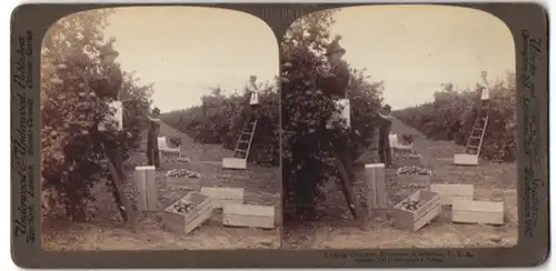 Stereo-Fotografie Underwood & Underwood, New York, Ansicht Riverside / CA, Farmer ernten Orangen