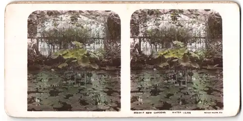 Stereo-Fotografie Rotary Photo E.C., Ansicht London, New Gardens, Water Lilies, koloriert