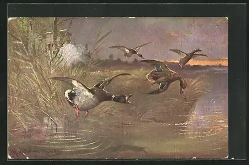 Künstler-AK M. Müller jun.: Enten fliegen über einen See
