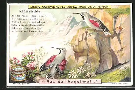 Sammelbild Liebig, Liebig Company`s Fleisch-Extract und Pepton, Aus der Vogelwelt, Mauerspechte