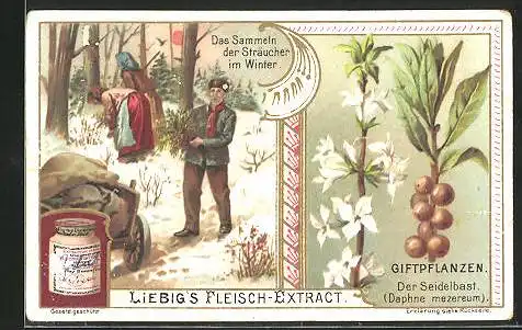 Sammelbild Liebig, Das Sammeln der Sträucher im Winter, Giftpflanzen: der Seidelbast