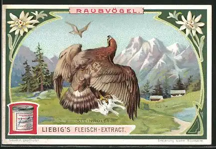 Sammelbild Liebig, Raubvögel, Steinadler