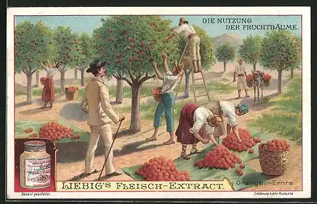 Sammelbild Liebig, Die Nutzung der Fruchtbäume, Orangen-Ernte
