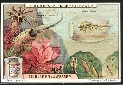 Sammelbild Liebig, Tierleben im Wasser, Seegurke, Krebs, Muschel