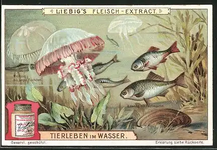 Sammelbild Liebig, Tierleben im Wasser, Meduse, Bitterling