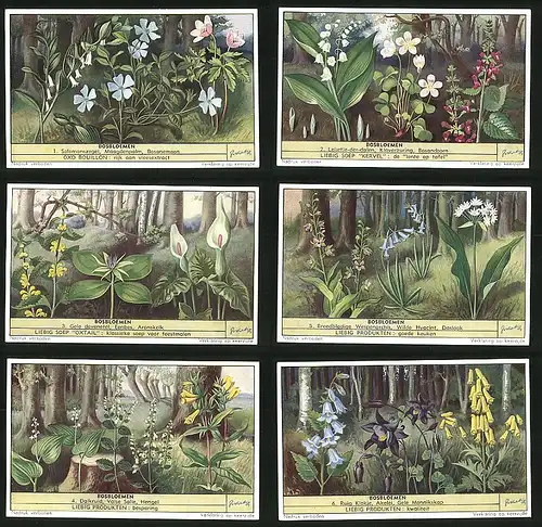 6 Sammelbilder Liebig, Serie Nr. 1568: Bosbloemen, Ruig Klokje, Akelei, Gele Monniskap, Hengel, Valse Salie