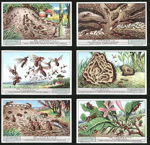6 Sammelbilder Liebig, Serie Nr. 1263: De Mieren, De bladsnijders, De mieren aan den arbeid, Een mierenhotel