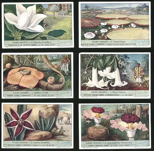 6 Sammelbilder Liebig, Serie Nr. 1536: Fleurs Geantes, Amorphophallus Campanulatus, Stapelia Grandiflora, Datura Arborea