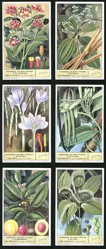 6 Sammelbilder Liebig, Serie Nr. 1577: Natuurkennis van Enkele Specerijen, De Peper, De Muskaatnoot, De Vanielje