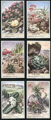 6 Sammelbilder Liebig, Serie Nr. 1625: Plantes Grasses, Euphorbia splendens, Hoya Carnosa, Agave potatorum