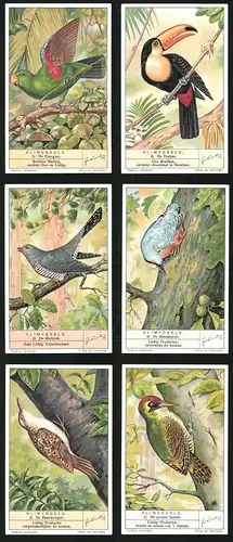 6 Sammelbilder Liebig, Serie Nr. 1365: Klimvogels, De groene Specht, De Boomkruiper. De Boomklever, De Koekoek