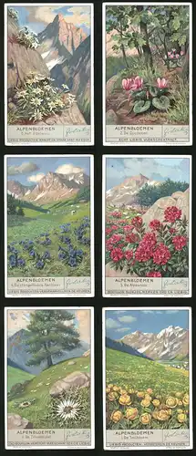 6 Sammelbilder Liebig, Serie Nr. 1335: Alpenbloemen, De Trolbloem, De Zilverdistel. De Alpenroos, De Cyclamen, Edelweiss