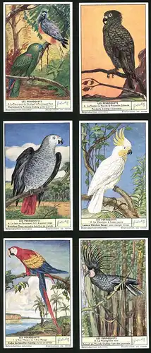 6 Sammelbilder Liebig, Serie Nr. 1621: Les Perroquets, Le Microglosse noir, Le Cacatoés á huppe jaune