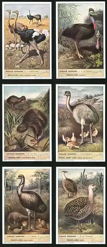 6 Sammelbilder Liebig, Serie Nr. 1500: Oiseaux Coureurs, Le Tinamou, L`Emeu, Le Nandou, Le Kiwi, Le Casoar, L`Autruche