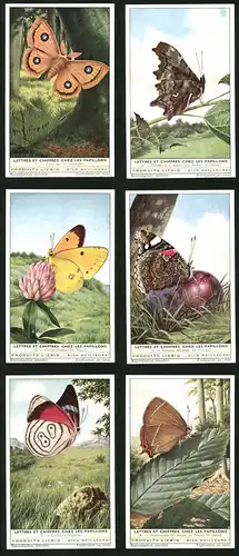 6 Sammelbilder Liebig, Serie Nr. 1759: Lettres et Chiffres chez les Papillons, Schmetterling, Colias croceus