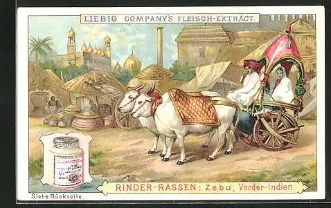 Sammelbild Liebig, Liebig Company`s Fleisch-Extract, Indien, Rinder-Rassen: Zebu, Vorder-Indien