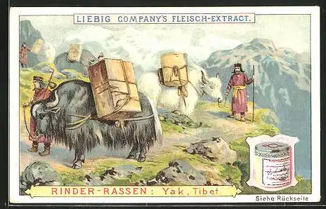 Sammelbild Liebig, Liebig Company`s Fleisch-Extract, Tibet, Rinder-Rassen: Yak