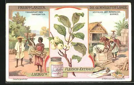 Sammelbild Liebig, Liebig`s Fleisch-Extract, Borneo, Farbpflanzen, Die Gummiguttpflanze, Verpacken der Farbmasse