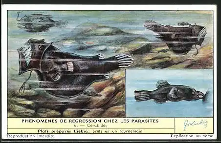Sammelbild Liebig, Phenomenes de Regression chez les Parasites, Cératiidés