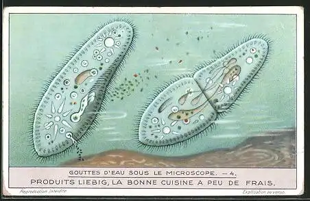Sammelbild Liebig, Gouttes D`eau Sous Le Microscope, Zellteilung Plankton