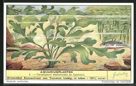 Sammelbild Liebig, Aquariumplanten, Ceratopteris thalictroides en Salvinia`s
