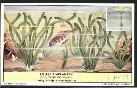 Sammelbild Liebig, Aquariumplanten, Vallisneria spiralis