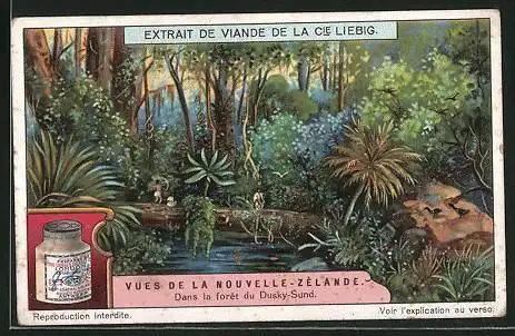 Sammelbild Liebig, Vues de la Nouvelle-Zélande, Dans la forêt du Dusky-Sund