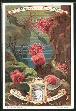 Sammelbild Liebig, Unter dem Meeresspiegel, Erdbeerrose