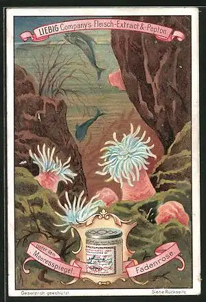 Sammelbild Liebig, Liebig Company`s Fleisch-Extract & -Pepton, Unter dem Meeresspiegel, Fadenrose