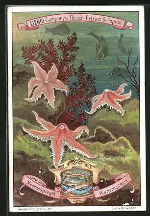 Sammelbild Liebig, Liebig Company`s Fleisch-Extract & -Pepton, Unter dem Meeresspiegel, Kammstern