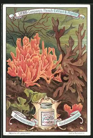 Sammelbild Liebig, Liebig Company`s Fleisch-Extract & -Pepton, Unter dem Meeresspiegel, Korallenschwamm