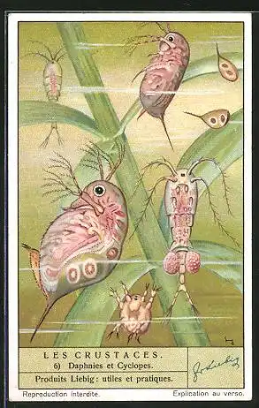 Sammelbild Liebig, Les Crustaces, Daphnies et Cyclopes