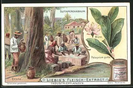 Sammelbild Liebig, Industriepflanzen, Guttaperchabaum, Ernte