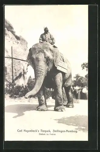 AK Stellingen-Hamburg, Carl Hagenbeck`s Tierpark, Elefant im Freien