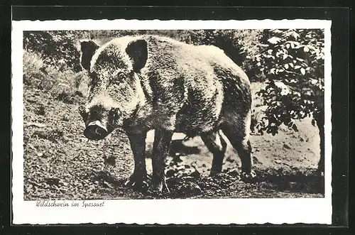 AK Wildschwein im Spessart